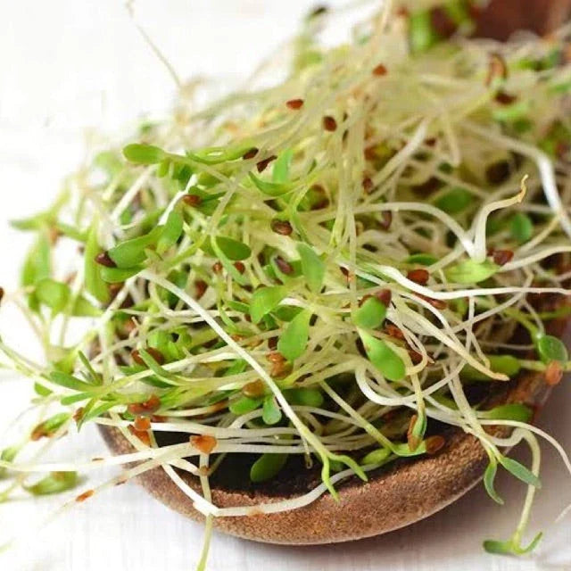 True Alfalfa Seeds - 1000+ Count Non-GMO Vegetable Seeds for Salads - Medicago sativa