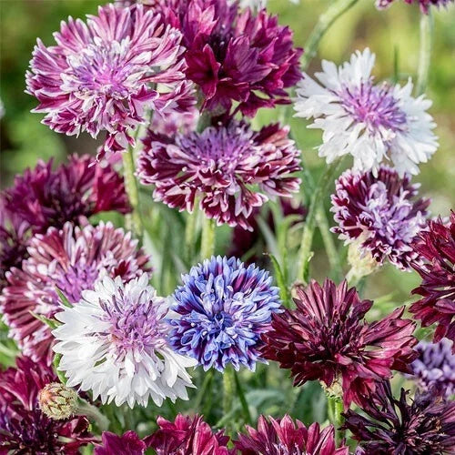 Bachelor's Button Seeds - 50 Pack, Classic Mix, Annual Flower, Centaurea cyanus, Vibrant Blue Pink White, Easy to Grow
