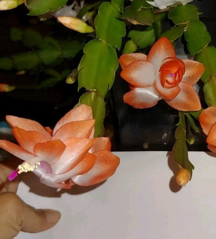 Olivia Peach Orange Holiday Christmas Cactus Cutting 2" Schlumbergera truncata Rooted Plant for Indoor Decor