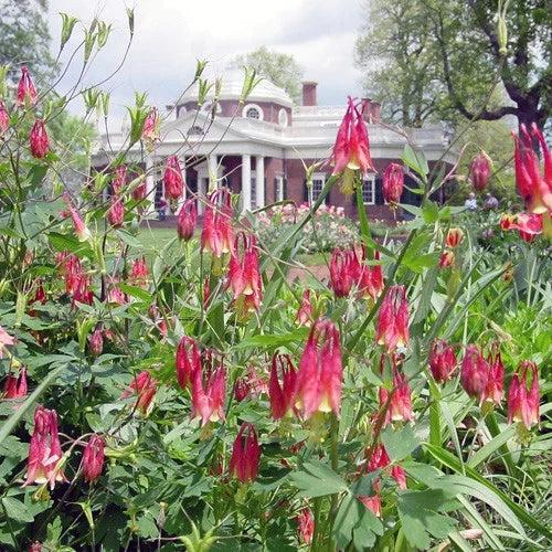 Eastern Red Columbine Seeds - Perennial Wildflower for Shade Gardens - Aquilegia canadensis - 101+ Seeds