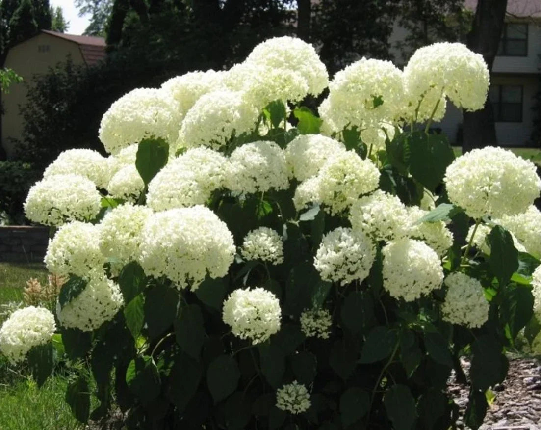Deciduous Snowball Viburnum Live Plant 4-12" White Blooms Viburnum opulus in 4" Pot, Full Sun, Zones 3-8