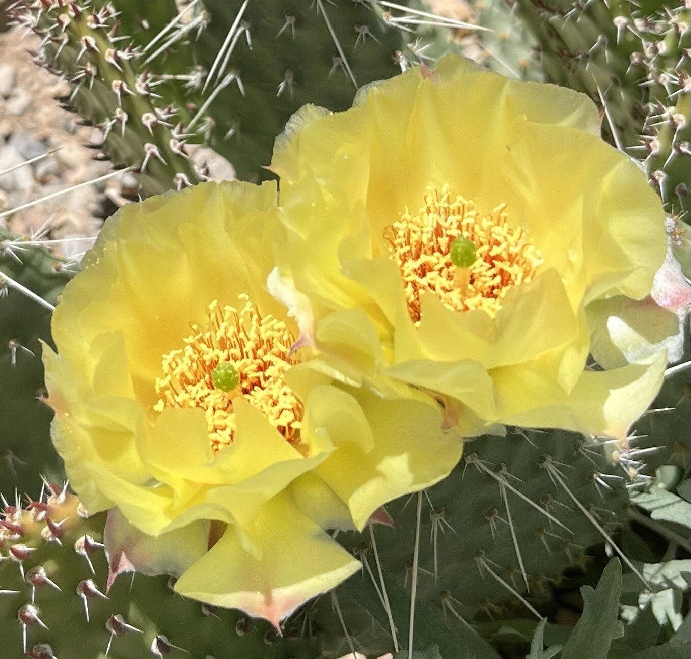Plains Prickly Pear Cactus Cutting, Opuntia polyacantha, Cold Hardy Succulent for Garden & Container, Drought-Tolerant Plant