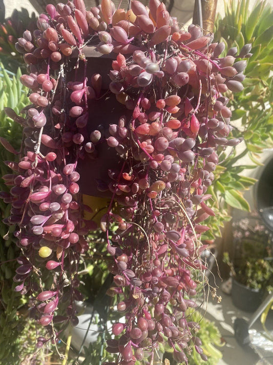 10 Healthy Othonna Capensis Ruby Necklace Cuttings - Organic Succulent Plants for Home Decor