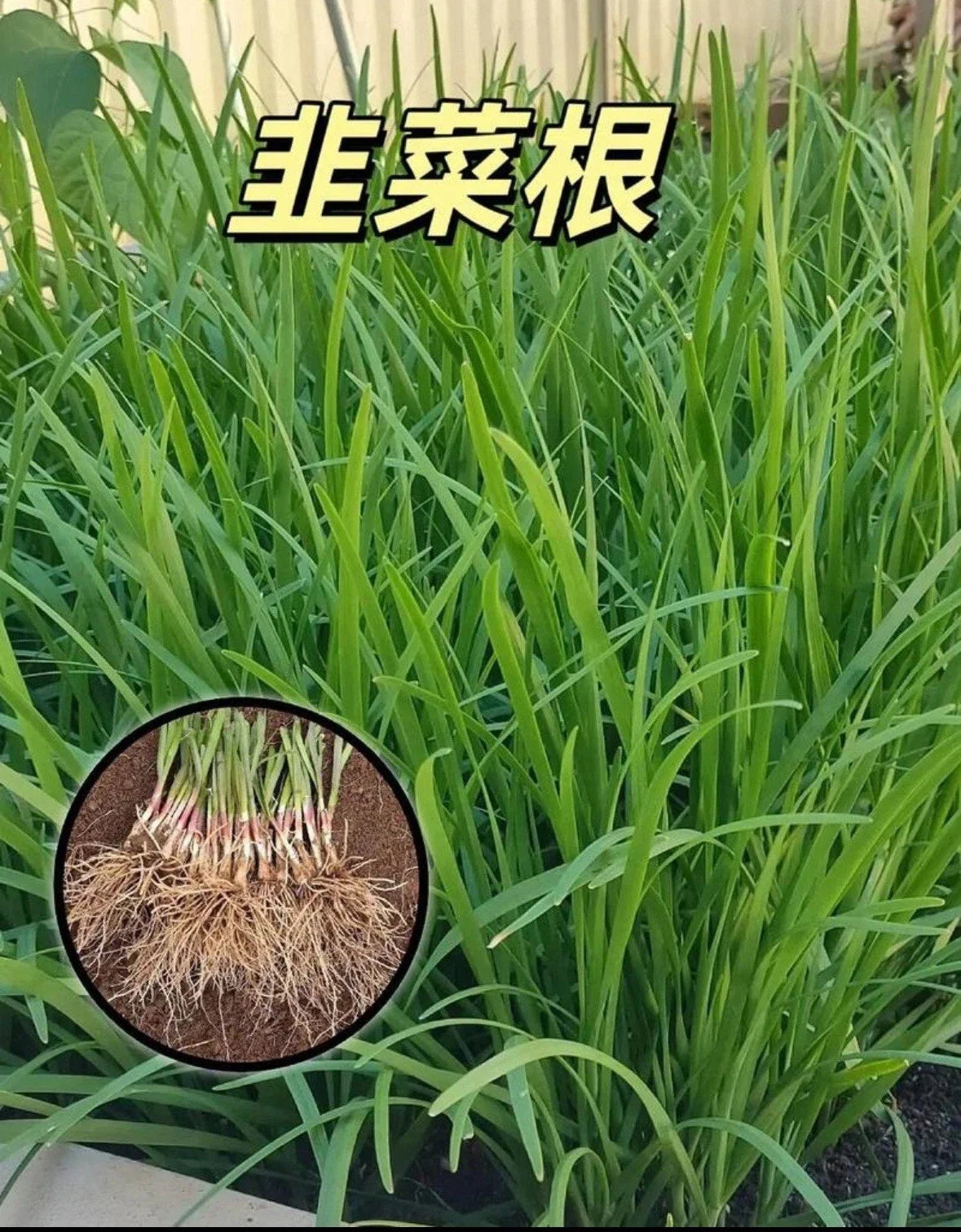 Live Garlic Chives Plant - 100 Bare Root Stalks Allium tuberosum Culinary Herb for Garden or Pots