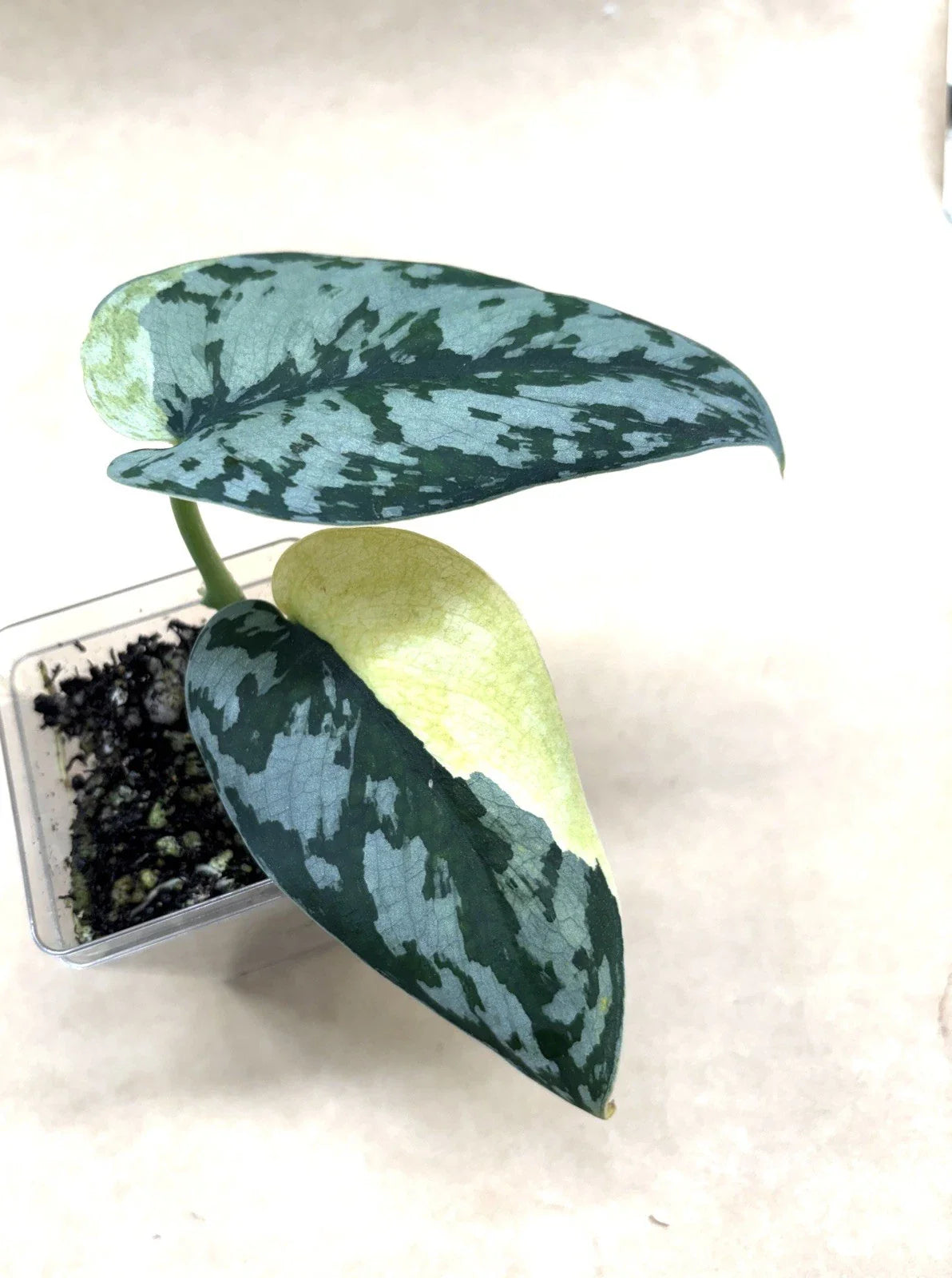 Rooted Cutting Scindapsus Maharlika Rare Houseplant - Epipremnum aureum Indoor Gardening Plant