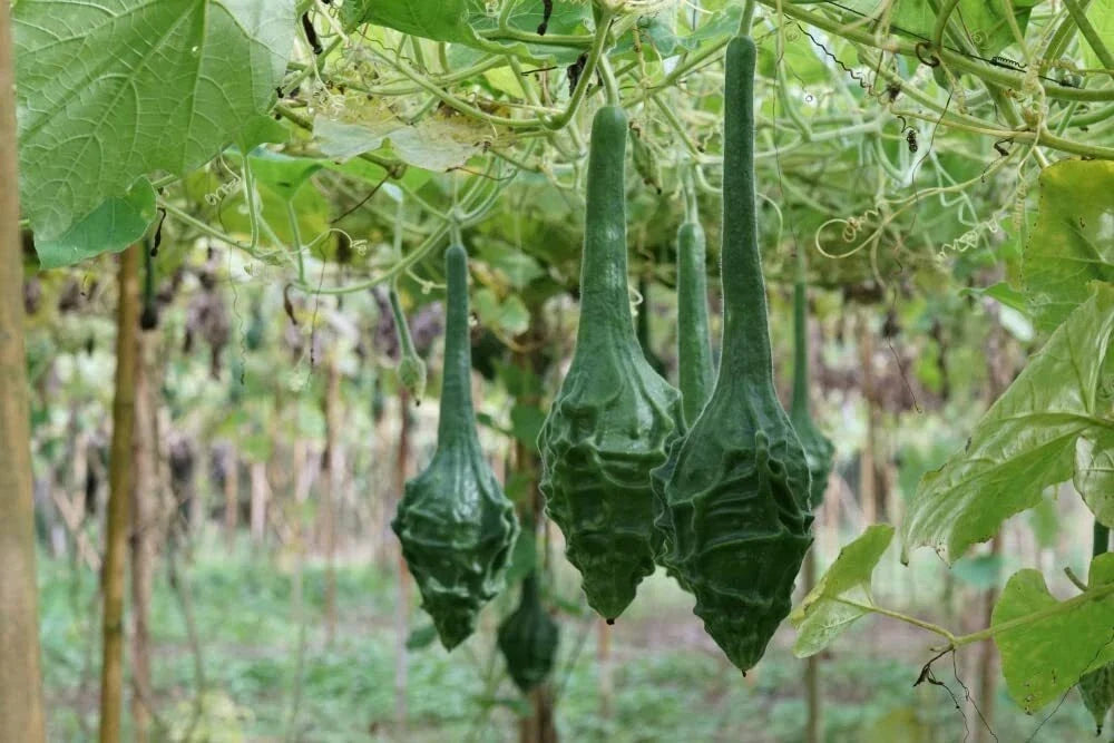 Caveman's Club Gourd Seeds - 20 Pack, Big Club-Shaped Gourds, Lagenaria siceraria, Decorative Vining Plant