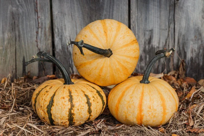 Tiger Stripe Pumpkin Seeds - 20 Organic Seeds - Cucurbita pepo - USA Grown