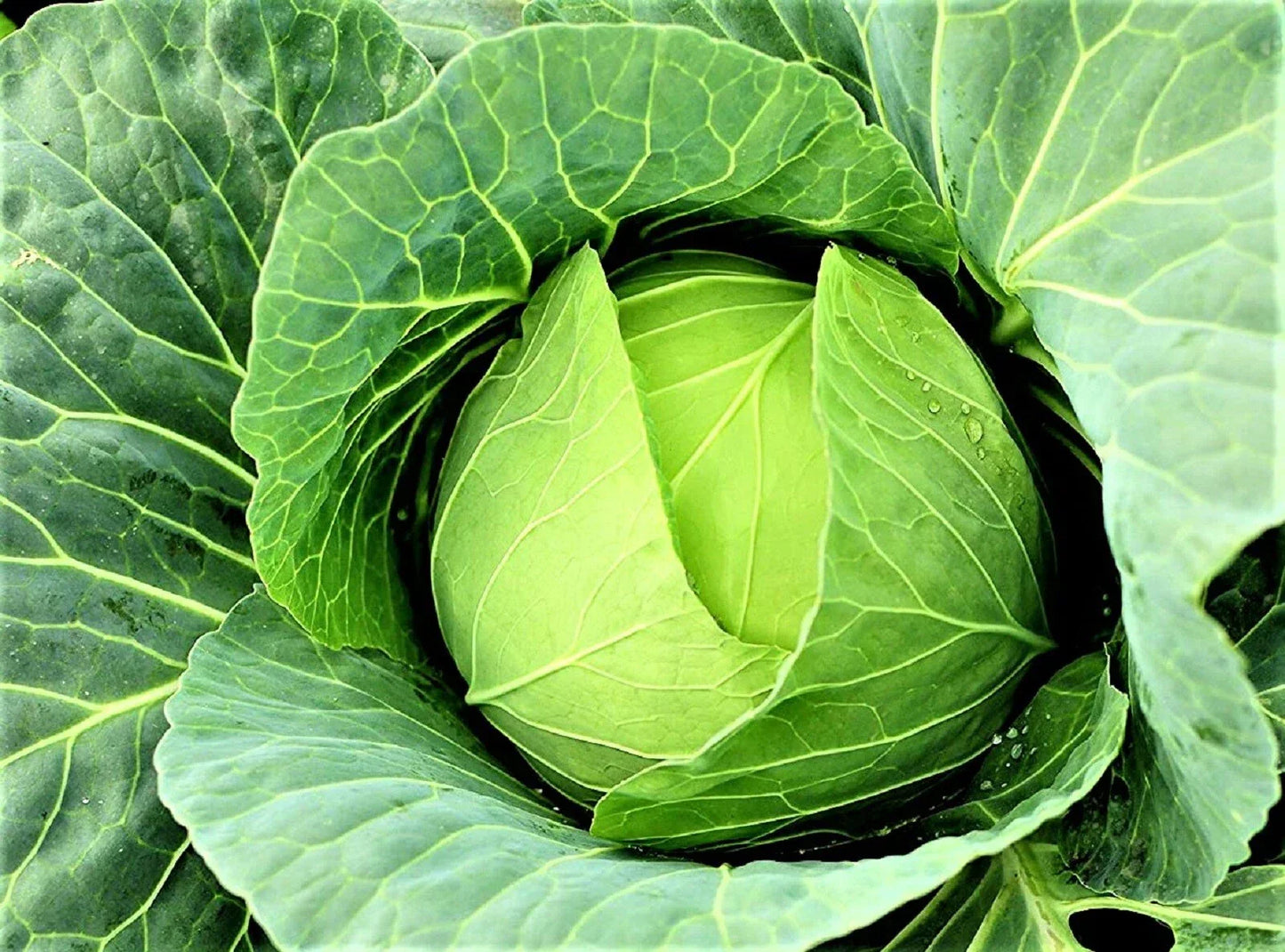 Cabbage Seeds 200+ Non-GMO Copenhagen Market Brassica oleracea - Organic Vegetable Seeds