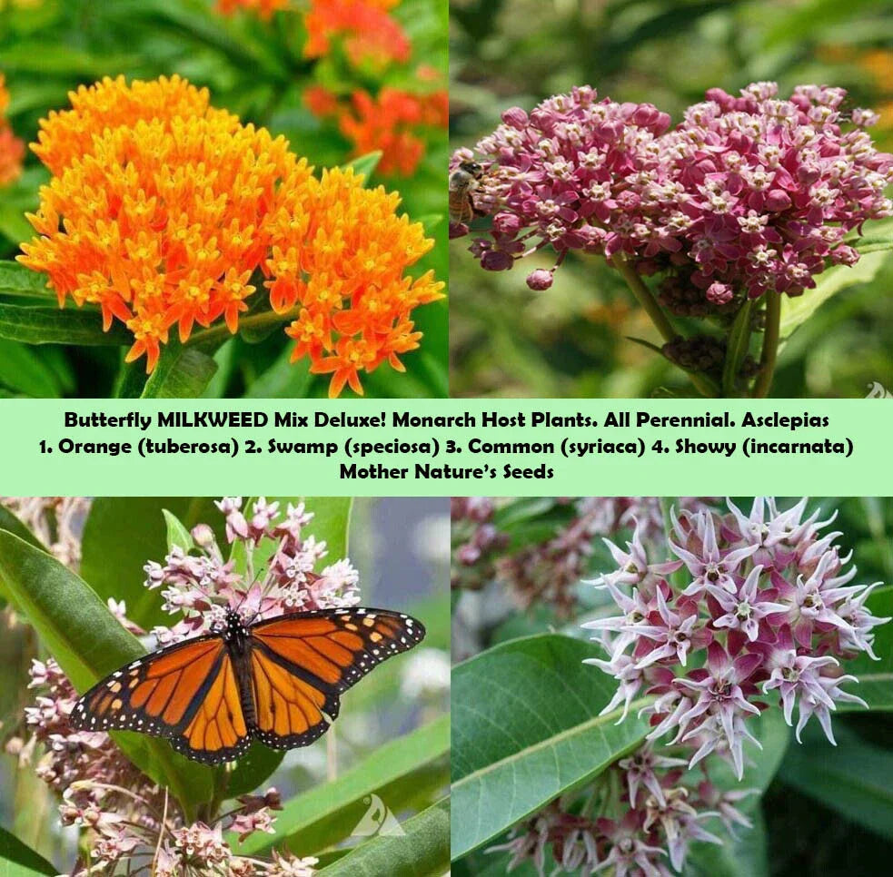 Milkweed Mix Deluxe Seeds - 100 Non-GMO Perennial Monarch Butterfly Host Plants