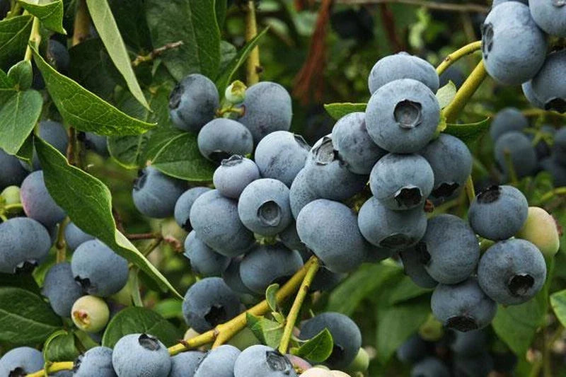 Patriot Blueberry Plant - Rooted Shrub, Self-Pollinating, Large Blue Berries, Vaccinium corymbosum, Zones 5-8