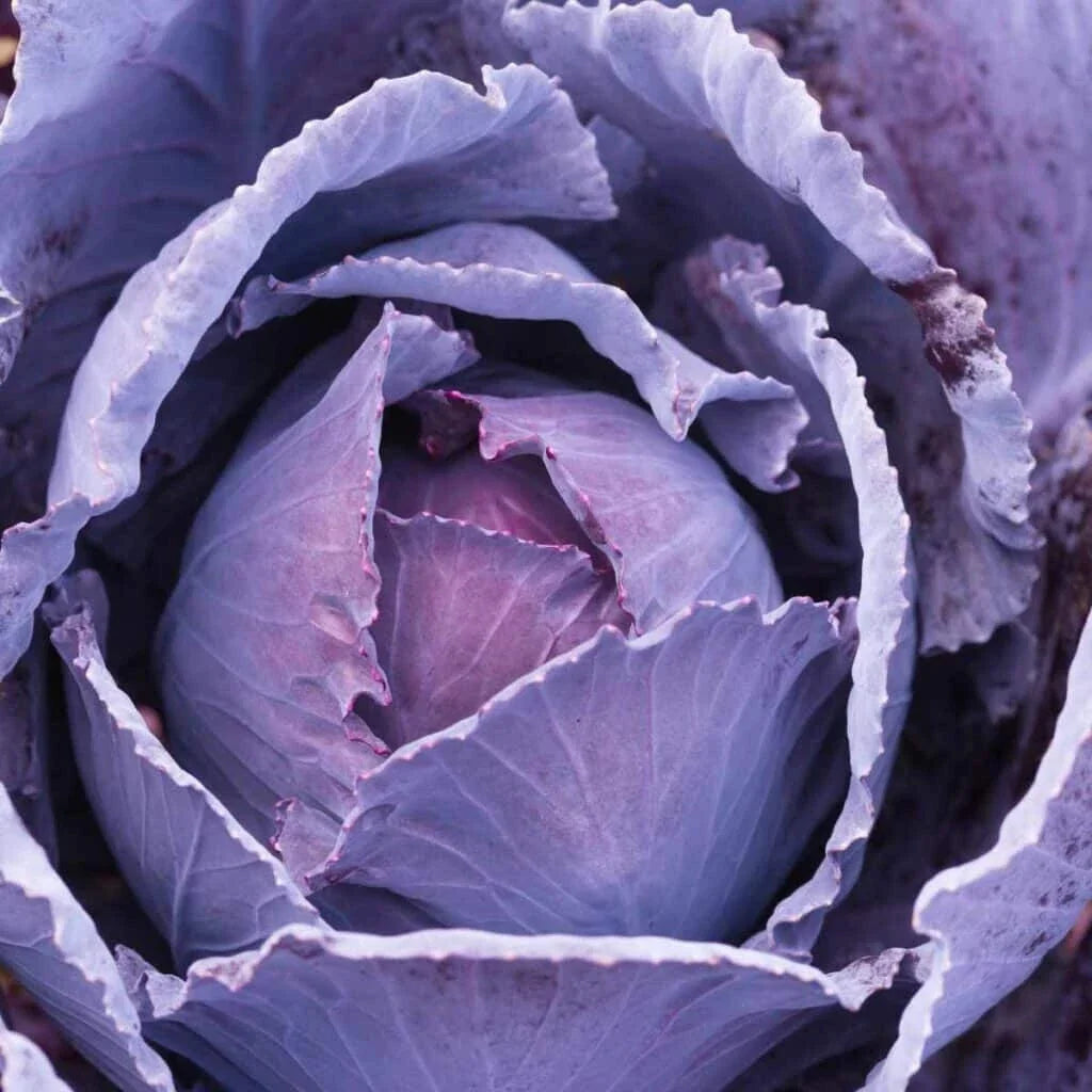 Cabbage Seeds 500+ Count Deadon Variety Brassica oleracea for Garden Planting, USA Grown