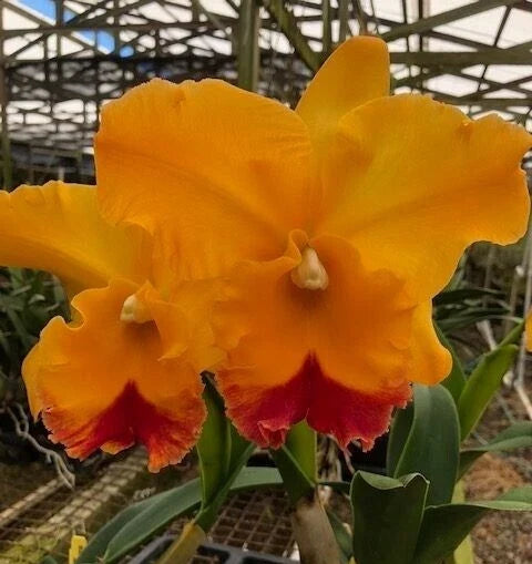 Cattleya Orchid Plant 2.5" Pot Rlc. Yasuji Takasaki 'Hawaii' - Fragrant, Compact Indoor Orchid