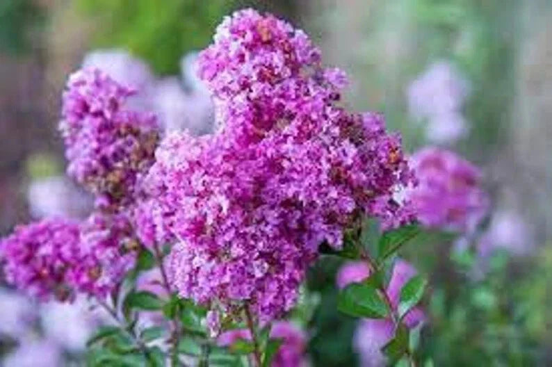 Royal Velvet Cape Myrtle Seeds – Lagerstroemia indica 'Royal Velvet' – Perennial Flowering Tree with Vibrant Purple Blooms, 20 Seeds