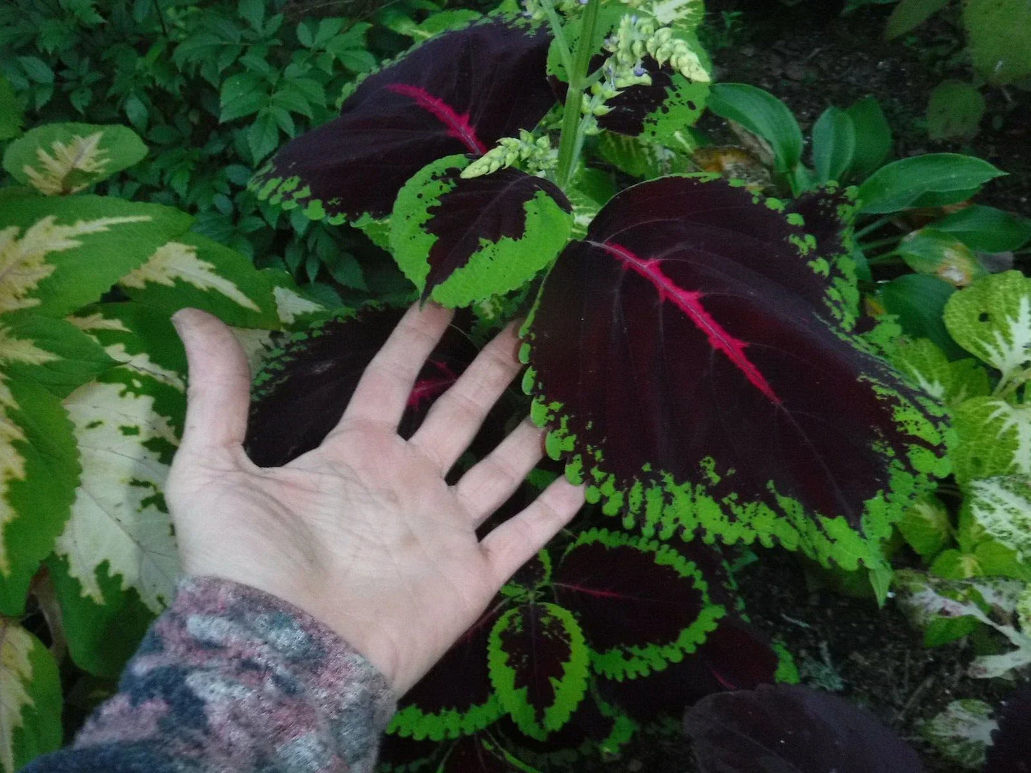 Coleus Seeds 50+ Mix - Mosaic Giants Variety for Colorful Gardens & Containers