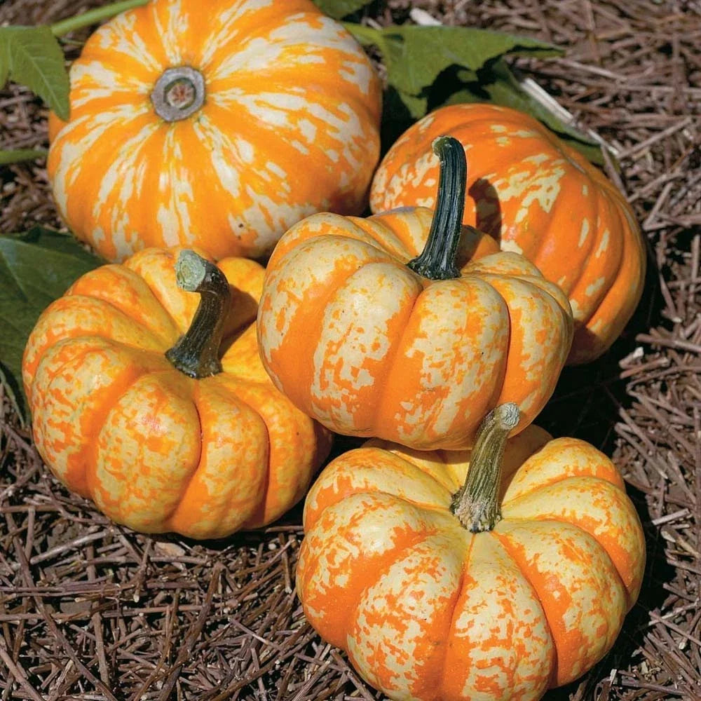 Hooligan Pumpkin Seeds - Variegated Bumpy Skin, Heirloom Cucurbita pepo, Full Sun, Non-GMO, 20 Seeds for Planting