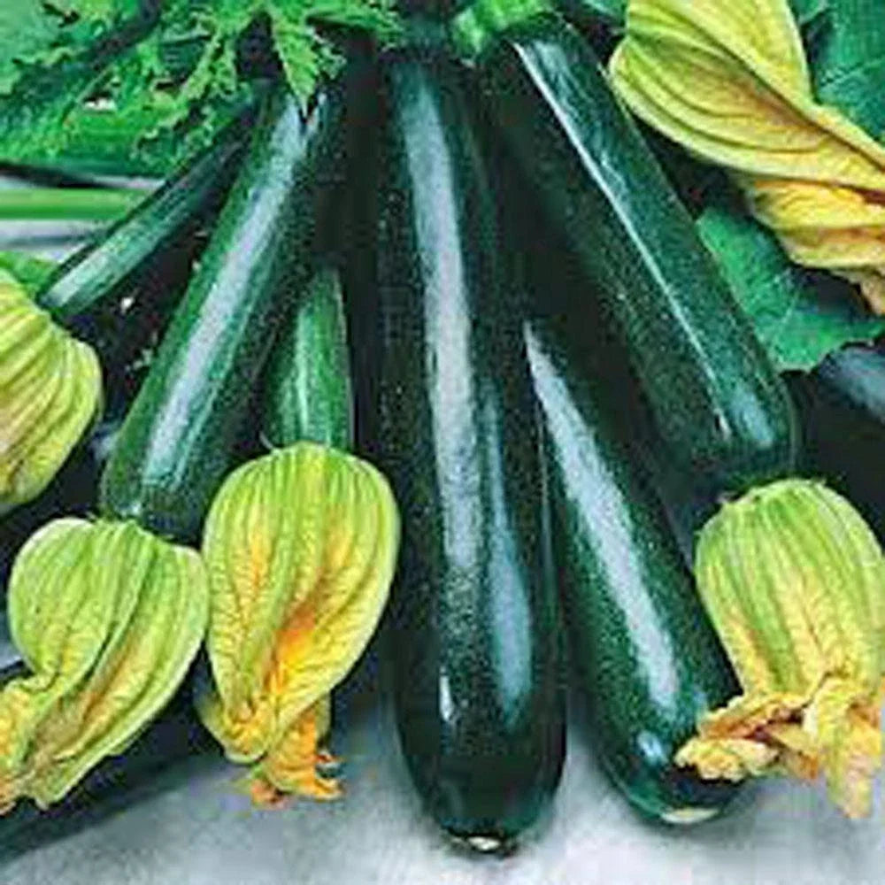 Zucchini Seeds Pack of 500+ Heirloom Long Dark Green Cucurbita pepo Non-GMO Vegetable Garden Seeds