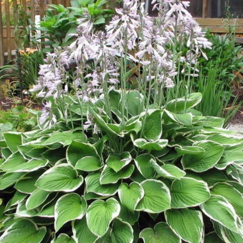 Francee Hosta Plants - Bare Root, Variegated Green & White Margin, Shade-Loving Perennial, Hosta fortunei 'Francee'