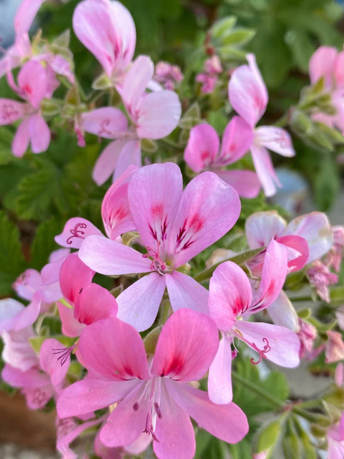 Fragrant Light Pink Flower Geranium Cuttings - 3 Rooting/Grafting Cuttings Pelargonium