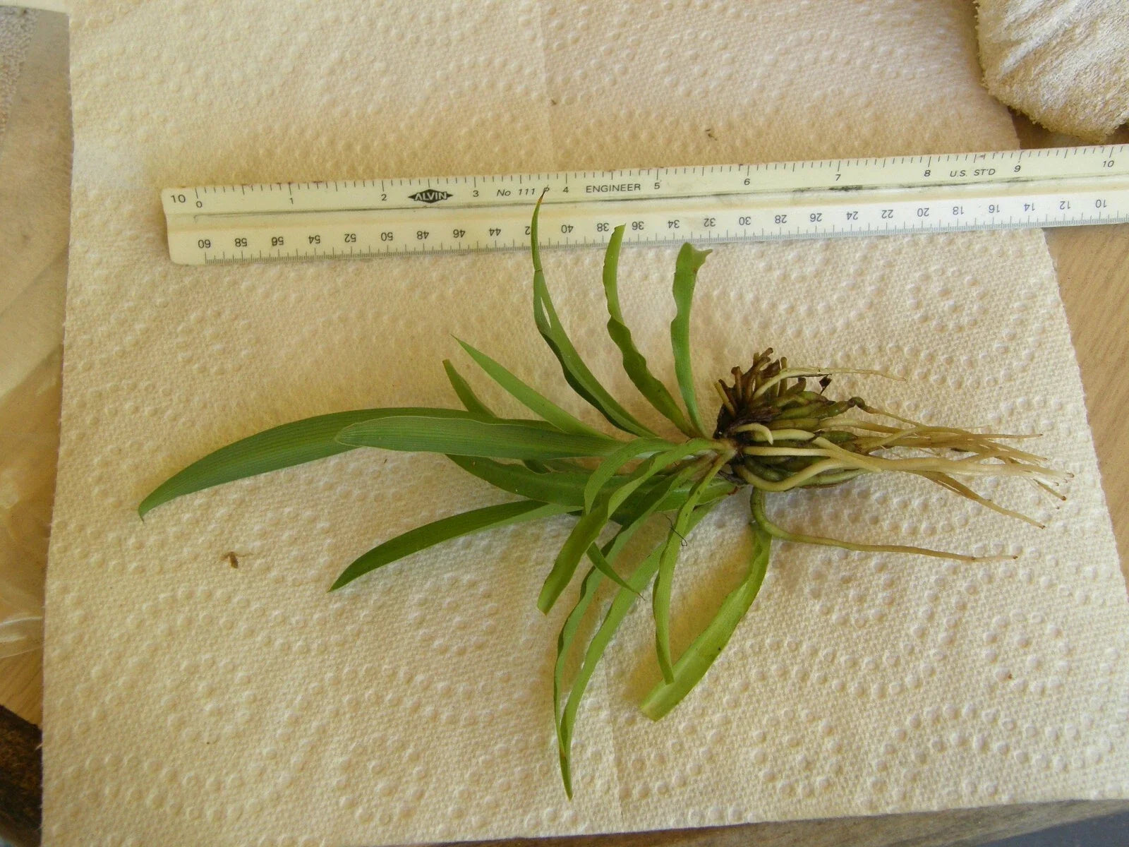 Spider Plant Bare Root Pup - Chlorophytum Comosum Indoor Houseplant for Air Purification