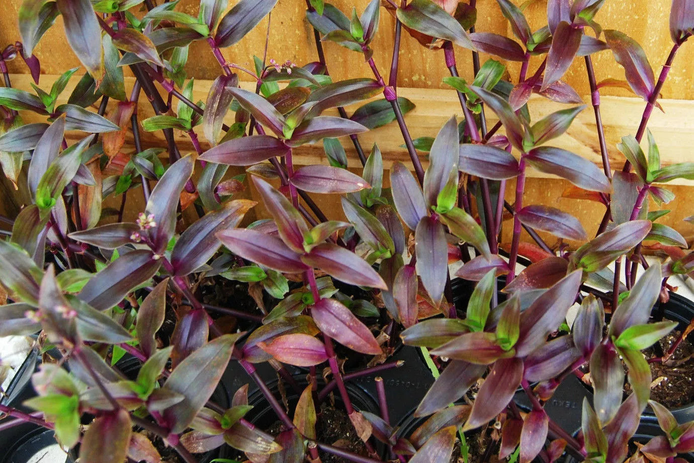 Purple Scimitars Spiderwort Plant - Tripogandra Serrulata - Indoor Houseplant - 4-inch Pot