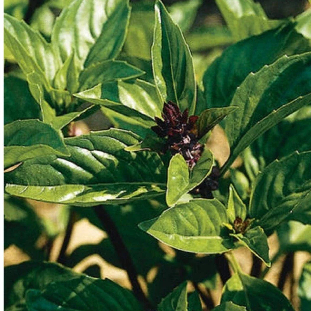 Cinnamon Basil Seeds - Organic Heirloom Non-GMO - Ocimum basilicum 'Cinnamon' - Culinary Herb, Pollinator Attractant