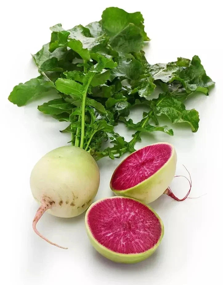Watermelon Radish Seeds - Organic Heirloom Non-GMO Raphanus sativus, 100+ Pack for Home Gardening & Culinary Use
