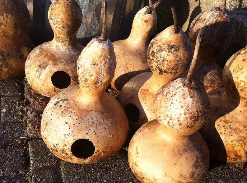 50 Heirloom Martin Birdhouse Gourd Seeds - Non-GMO Lagenaria siceraria for Birdhouses