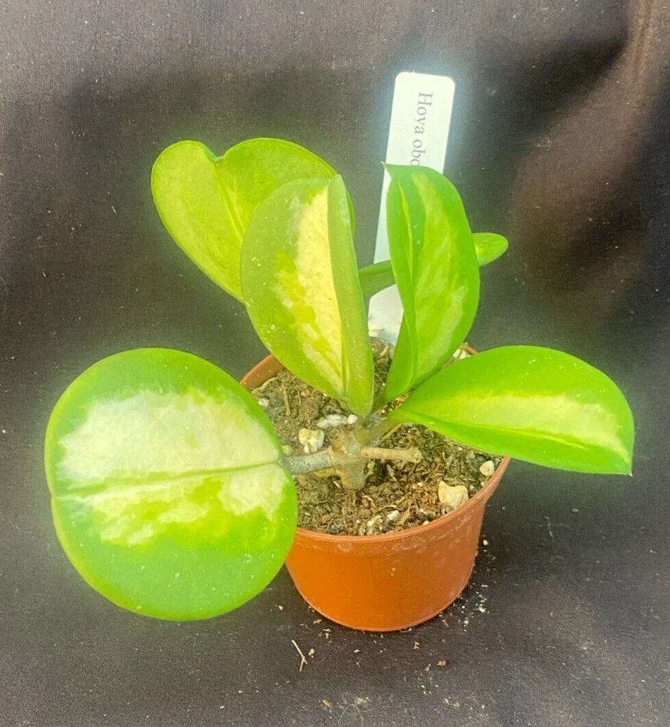 Hoya Obovata 'Picta' Rooted Plant in 2.5" Pot – Variegated, Easy Care Indoor Houseplant, Trailing Greenery, Low Maintenance