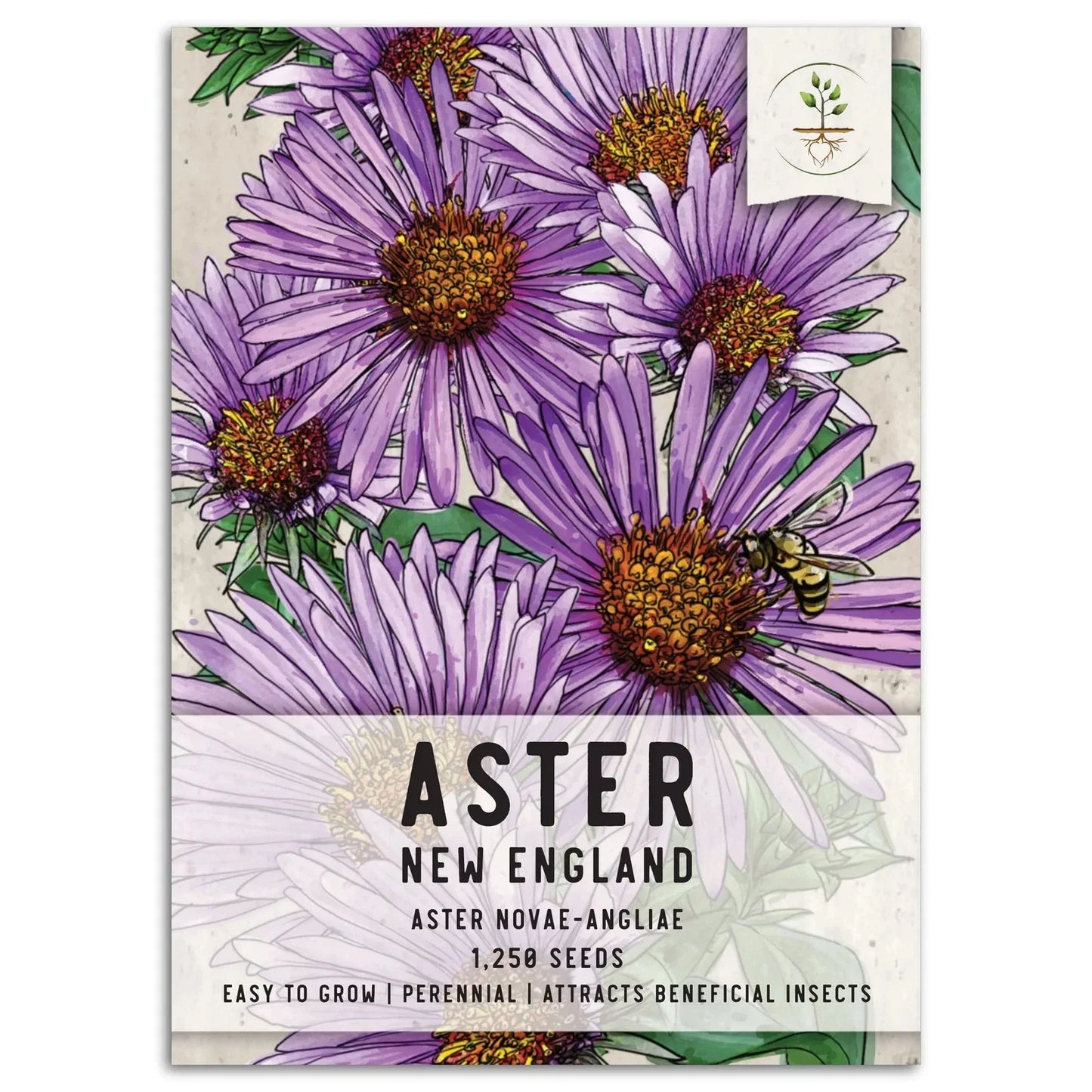 New England Aster Seeds - Vibrant Purple Blooms, Attracts Pollinators, Aster novae-angliae
