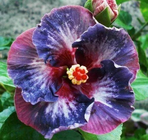 Hibiscus Flower Seeds - 20 Pack Blue Pink Purple Perennial Seeds - Hibiscus rosa-sinensis for Garden, Borders, Containers
