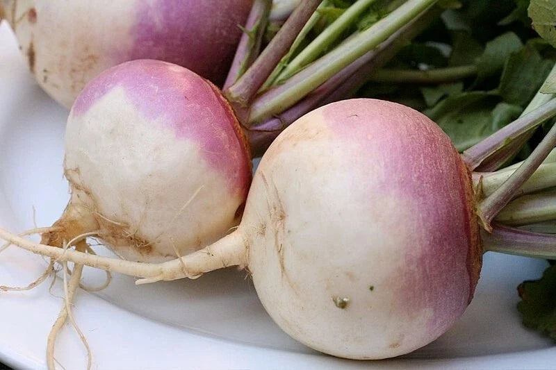 Turnip Vegetable Seeds - Non-GMO Brassica rapa, 20 Pack, Organic, Fast-Growing, Heirloom, for Home Garden, Free USA Shipping