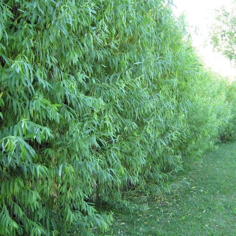 Hybrid Aussie Willow Trees - 10 Pack, Fast Growing Privacy & Shade, Salix x 'Aussie' Starter Plants