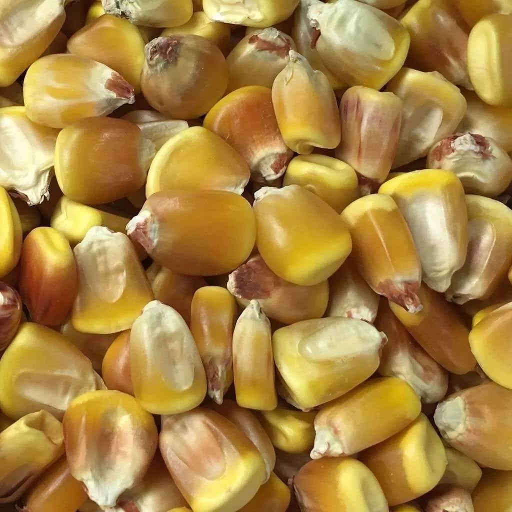 Yellow Corn Seeds for Planting | 1280+ Non-GMO Seeds (1lb) | Zea mays | Garden Seeds