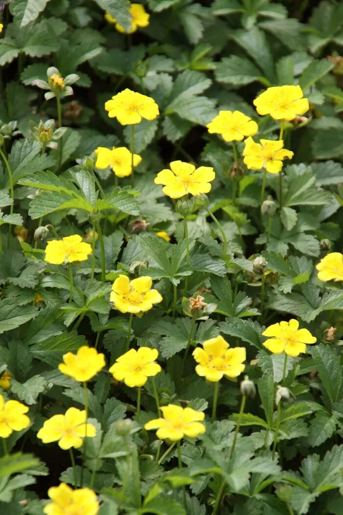 Aurea Potentilla Seeds 500 Count - Yellow Blooms, Perennial Flower, Potentilla aurea, Drought-Tolerant, Full Sun to Partial Shade