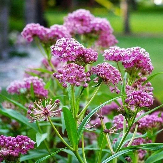 Milkweed Seeds - Swamp Carmine Perennial Asclepias incarnata for Monarch Butterfly Habitat - Pack of 50 Seeds