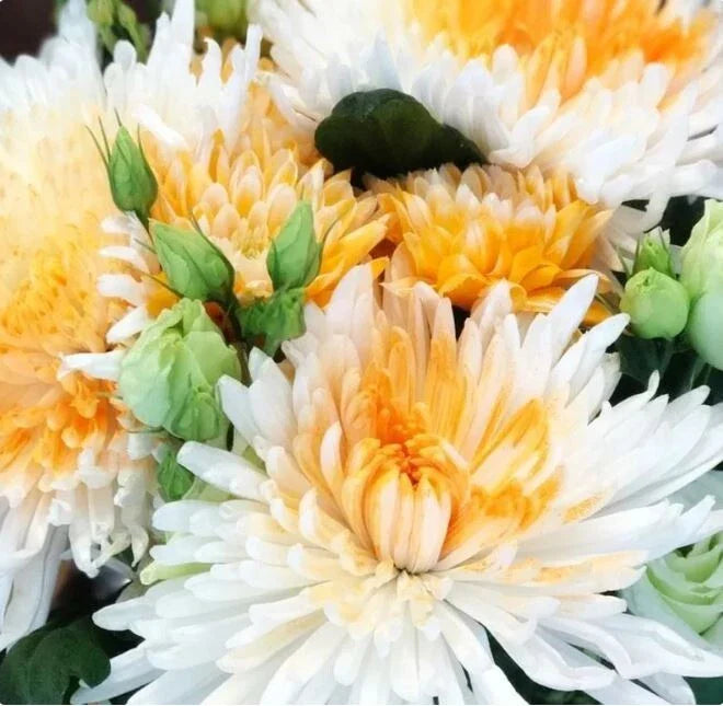 Orange White Mum Chrysanthemum Seeds - Annual Flower Seeds for Garden, Containers, Borders | Chrysanthemum morifolium