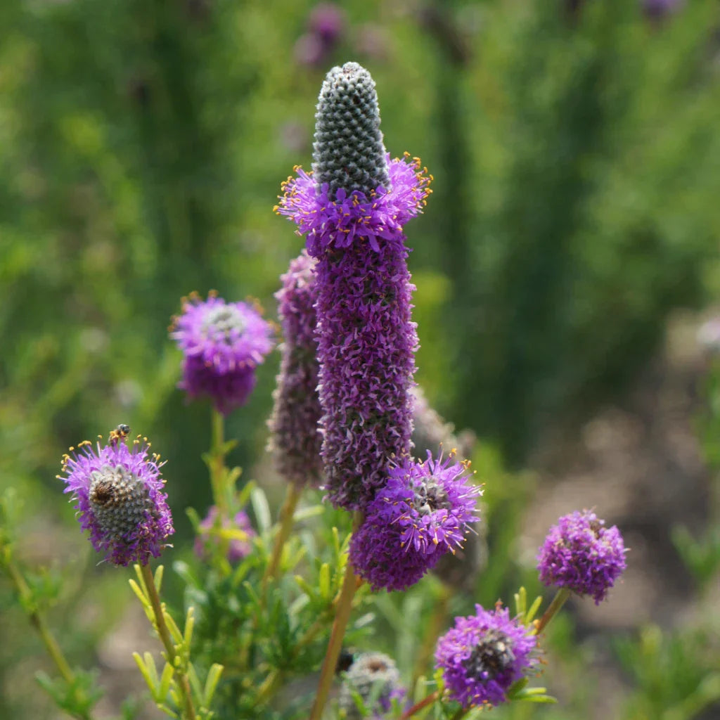 Purple Prairie Clover Seeds - Dalea purpurea, Attracts Pollinators, Free Shipping