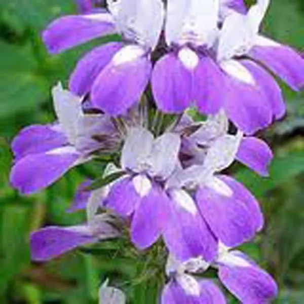 Chinese Houses Seeds 100 Pack | Collinsia heterophylla | Delicate Flowers for Gardens & Containers