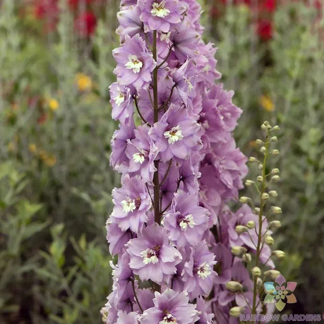 Delphinium Seeds – 200+ Cherry Blossom & White Varieties – Delphinium ajacis – Garden Flower Seeds for Borders & Cut Flowers
