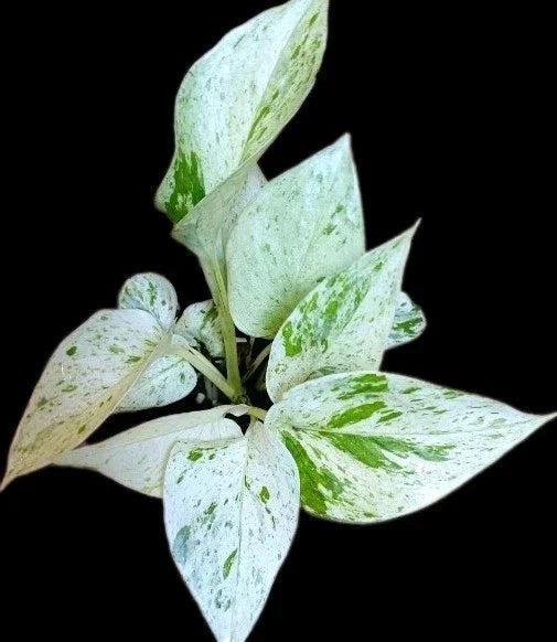 True Snow Queen Pothos Plant - Variegated White Leaves - Epipremnum aureum - 4-inch Pot