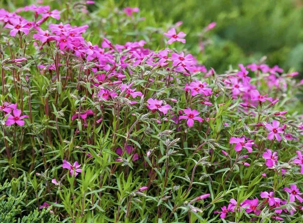 Gypsophila Seeds 100 Pack - Rose Variety (Gypsophila Repens) - USA Seller