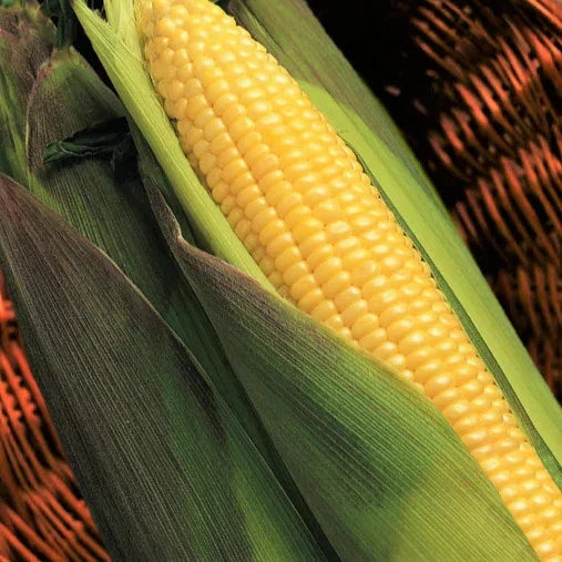 Kandy Korn Sweet Corn Seeds - 50+ Pack, Red Purple Husk, Heirloom Zea mays, Perfect for 2025 Planting