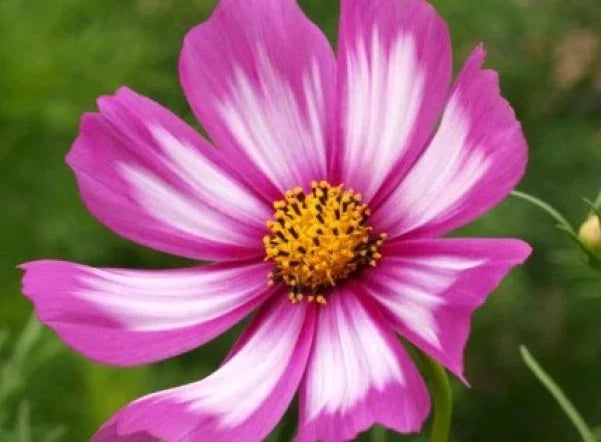 Cosmos Candystripe Flower Seeds - 30 Fresh Cosmos bipinnatus Seeds for Colorful Blooms, Garden Annual, Butterfly Attractant, Full Sun