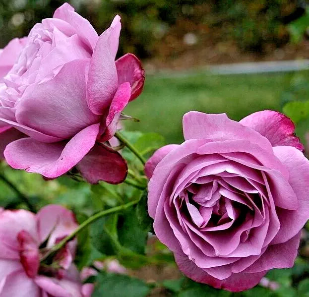 Lavender Purple Rose Bush Live Plant - Heirloom Hybrid Tea, Fragrant, 1-2 ft, Rosa 'Heirloom'