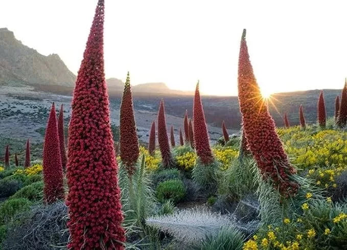 Tower of Jewels Seeds - 10 Pack - Rare Echium Wildpretii Exotic Flowering Plant for Pollinators