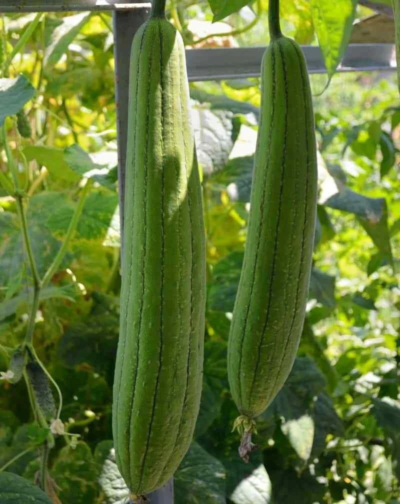 Luffa Gourd Seeds - 15+ Organic Chinese Sigua Loofah for Natural Sponges, Gardening, Eco-Friendly, USA Grown