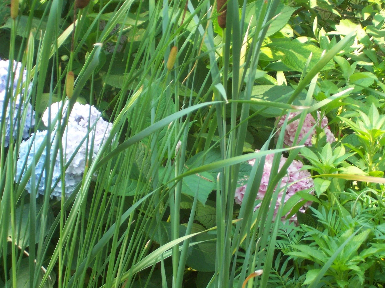 Dwarf Cattail Aquatic Plant - Organic Water Garden Plant - Typha minima - Live Plant for Ponds and Water Features