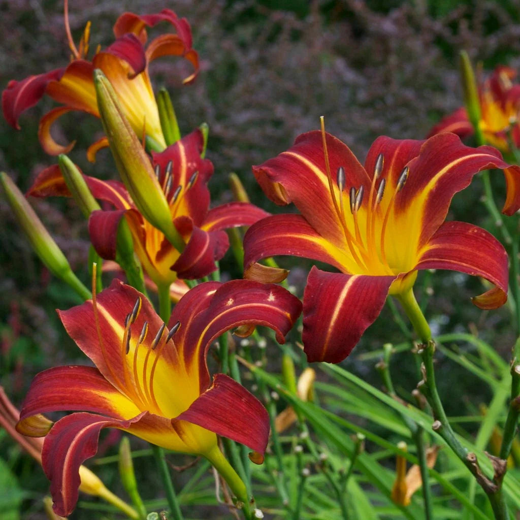 Daylily Bare Root Plants 25 Pack Autumn Red Hemerocallis for Garden Borders & Pollinator Attraction