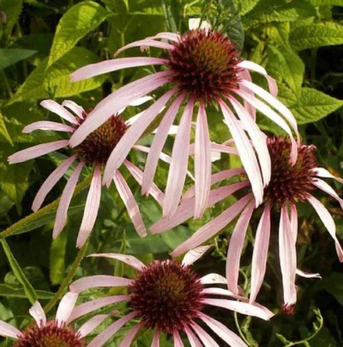 Pale Purple Coneflower Seeds - 200 Non-GMO Echinacea purpurea Perennial for Pollinators & Medicinal Use
