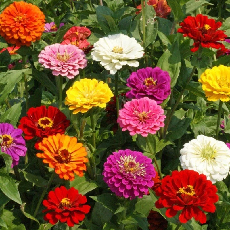 California Giants Zinnia Seeds - 100+ Pack, Vibrant Colors, Easy Grow, Zinnia elegans, Garden Flowers for Borders & Containers